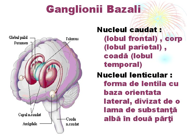Ganglionii Bazali Nucleul caudat : cap (lobul frontal) , corp (lobul parietal) , coadă