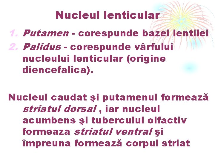 Nucleul lenticular 1. Putamen - corespunde bazei lentilei 2. Palidus - corespunde vârfului nucleului
