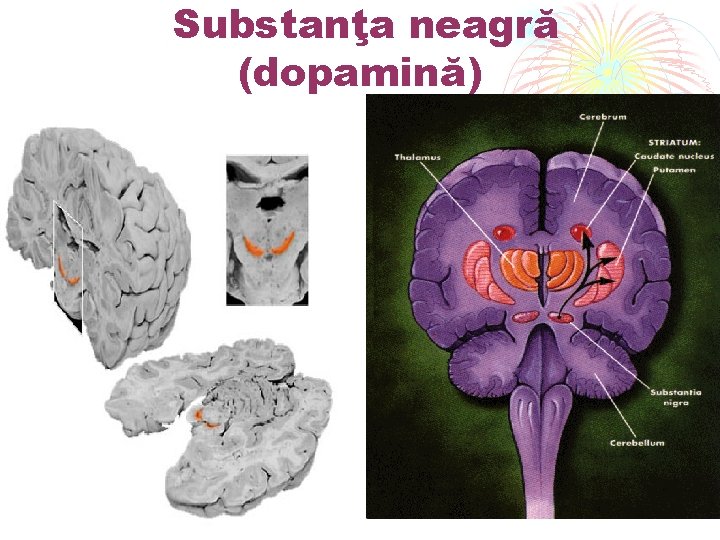 Substanţa neagră (dopamină) 