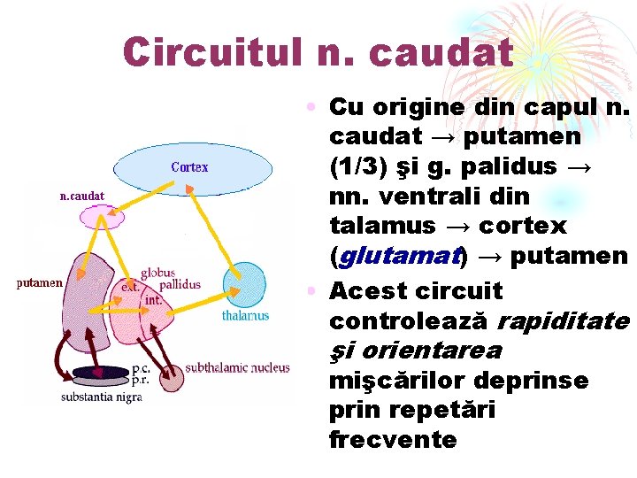 Circuitul n. caudat • Cu origine din capul n. caudat → putamen (1/3) şi