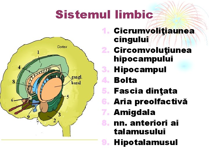 Sistemul limbic 1. Cicrumvoliţiaunea cingului 2. Circomvoluţiunea hipocampului 3. Hipocampul 4. Bolta 5. Fascia