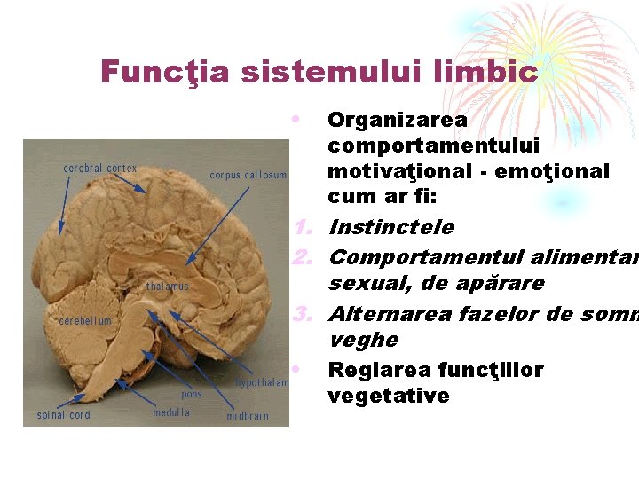 Funcţia sistemului limbic • Organizarea comportamentului motivaţional - emoţional cum ar fi: 1. Instinctele