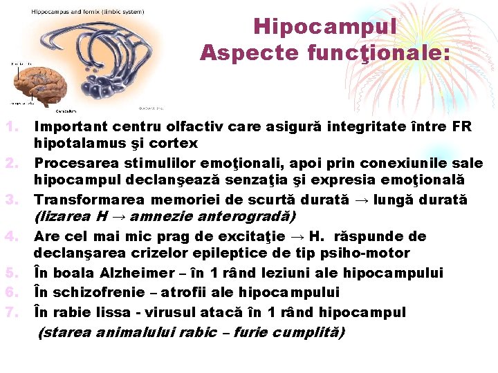 Hipocampul Aspecte funcţionale: 1. 2. 3. 4. 5. 6. 7. Important centru olfactiv care