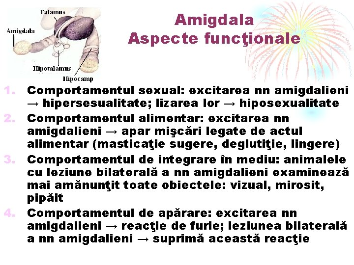 Amigdala Aspecte funcţionale 1. Comportamentul sexual: excitarea nn amigdalieni → hipersesualitate; lizarea lor →