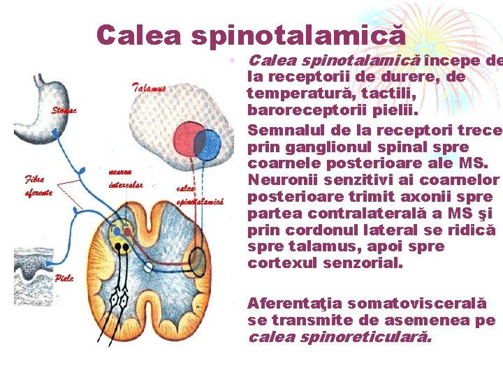 Calea spinotalamică • Calea spinotalamică începe de la receptorii de durere, de temperatură, tactili,