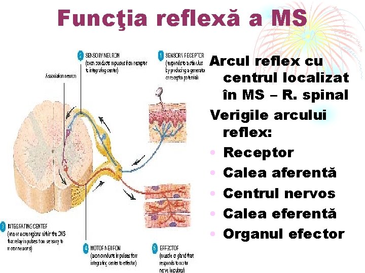 Funcţia reflexă a MS Arcul reflex cu centrul localizat în MS – R. spinal