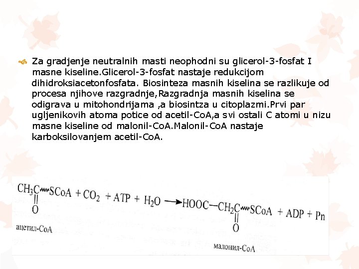  Za gradjenje neutralnih masti neophodni su glicerol-3 -fosfat I masne kiseline. Glicerol-3 -fosfat
