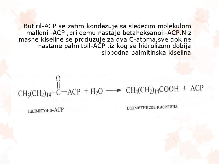 Butiril-ACP se zatim kondezuje sa sledecim molekulom mallonil-ACP , pri cemu nastaje betaheksanoil-ACP. Niz