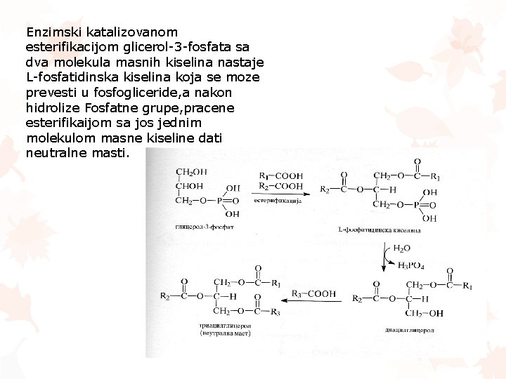 Enzimski katalizovanom esterifikacijom glicerol-3 -fosfata sa dva molekula masnih kiselina nastaje L-fosfatidinska kiselina koja