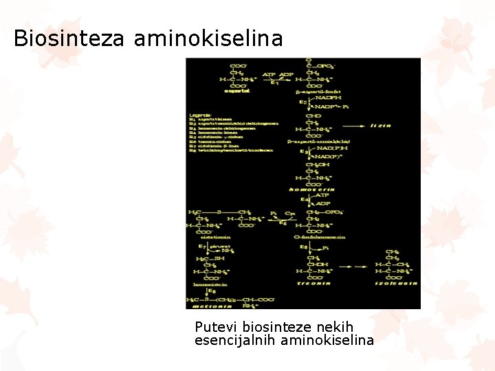 Biosinteza aminokiselina Putevi biosinteze nekih esencijalnih aminokiselina 