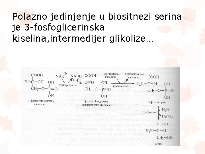 Polazno jedinjenje u biositnezi serina je 3 -fosfoglicerinska kiselina, intermedijer glikolize… 