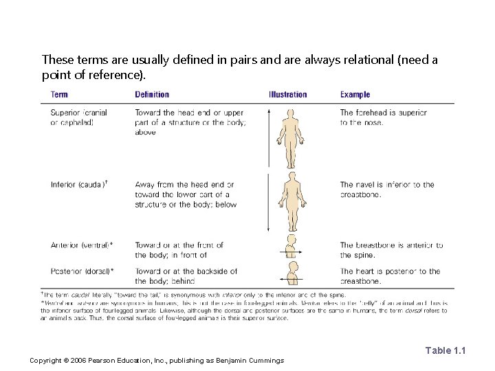 Orientation and Directional Terms These terms are usually defined in pairs and are always