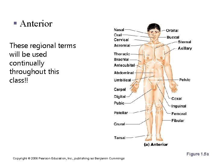 Body Landmarks § Anterior These regional terms will be used continually throughout this class!!