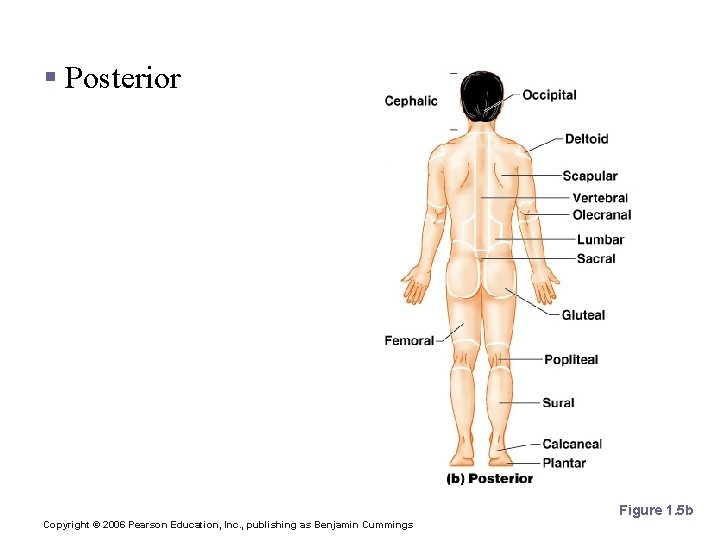 Body Landmarks § Posterior Figure 1. 5 b Copyright © 2006 Pearson Education, Inc.