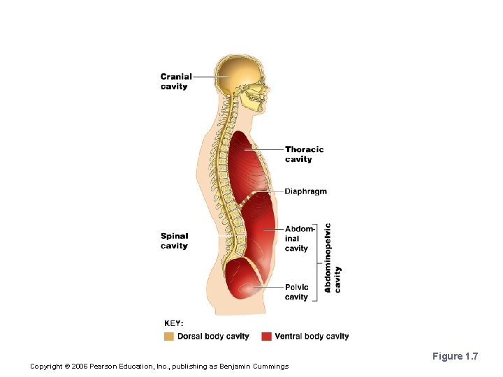 Body Cavities Figure 1. 7 Copyright © 2006 Pearson Education, Inc. , publishing as