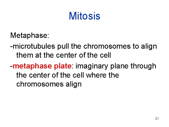 Mitosis Metaphase: -microtubules pull the chromosomes to align them at the center of the