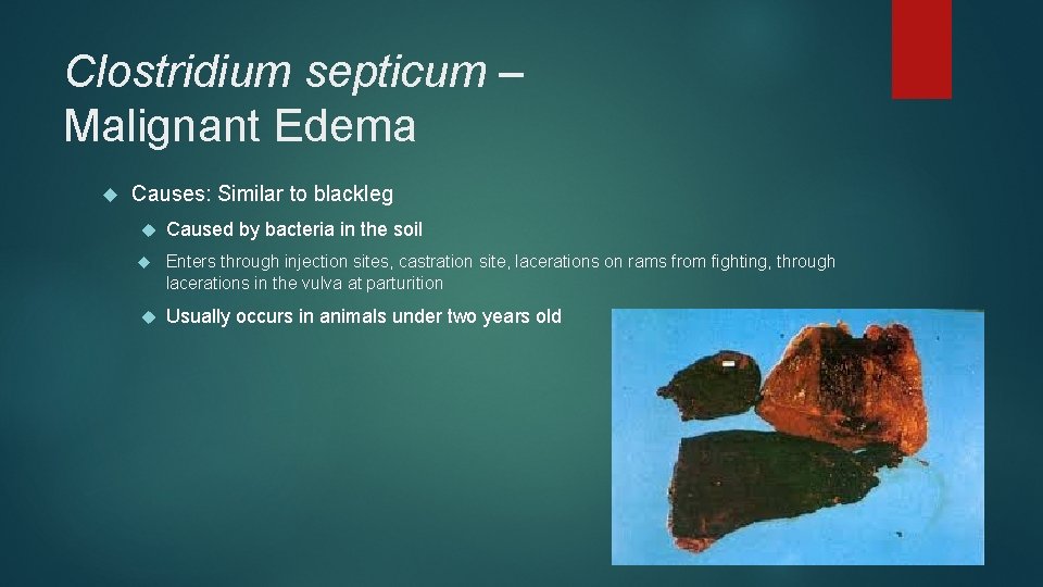 Clostridium septicum – Malignant Edema Causes: Similar to blackleg Caused by bacteria in the