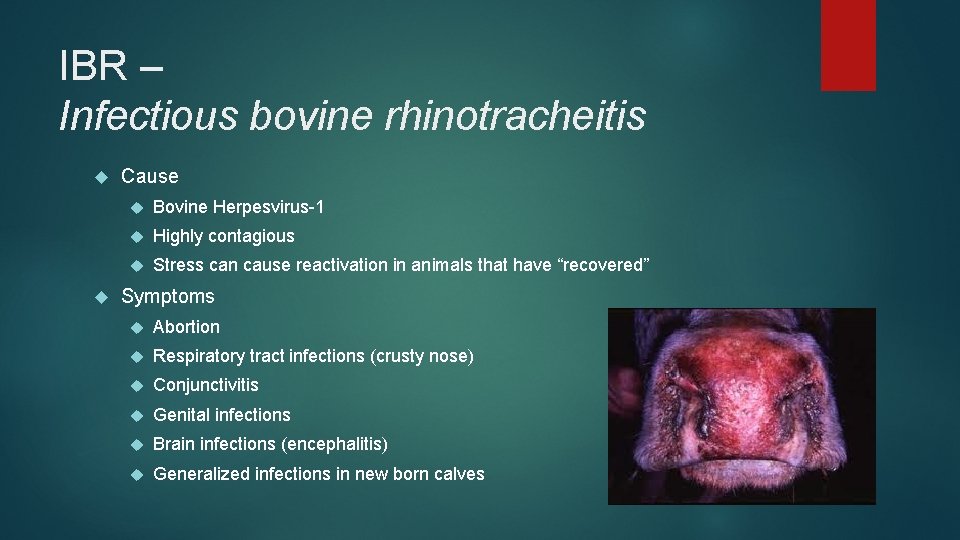 IBR – Infectious bovine rhinotracheitis Cause Bovine Herpesvirus-1 Highly contagious Stress can cause reactivation