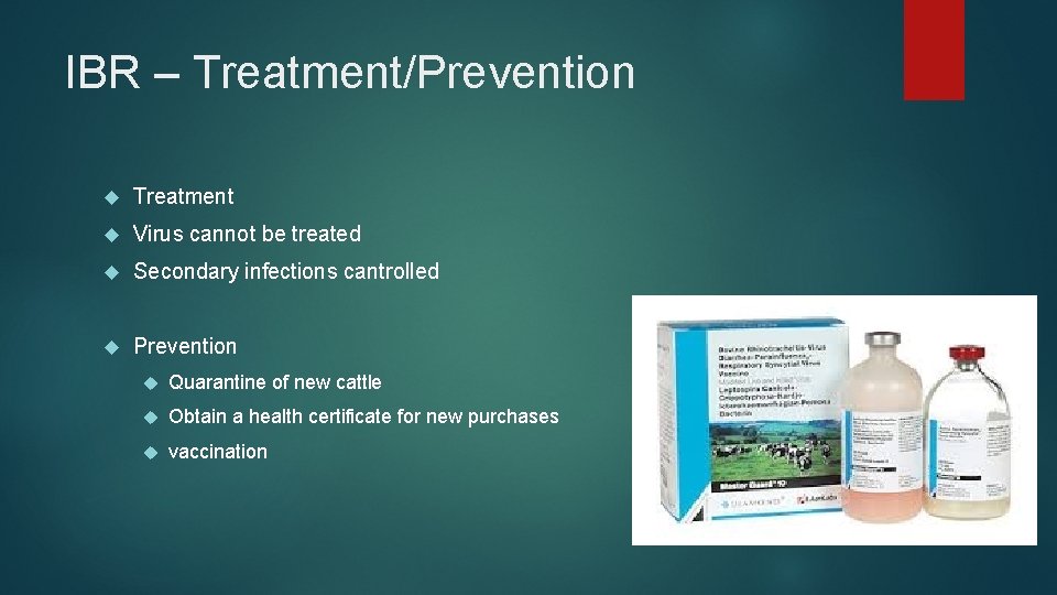 IBR – Treatment/Prevention Treatment Virus cannot be treated Secondary infections cantrolled Prevention Quarantine of