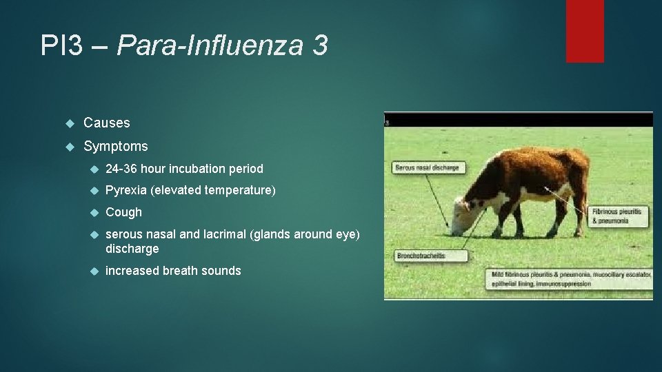 PI 3 – Para-Influenza 3 Causes Symptoms 24 -36 hour incubation period Pyrexia (elevated