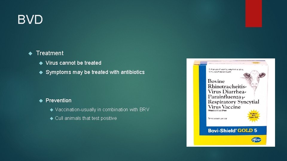 BVD Treatment Virus cannot be treated Symptoms may be treated with antibiotics Prevention Vaccination-usually