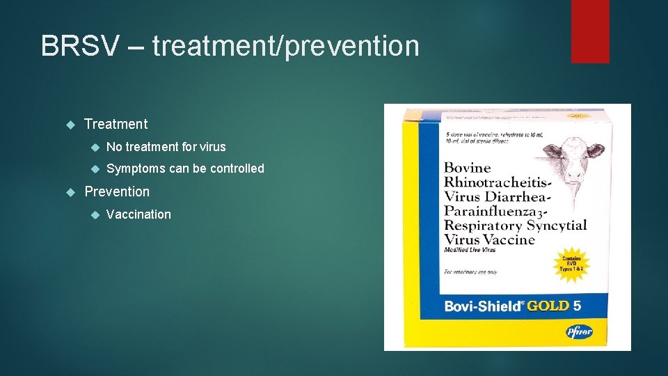 BRSV – treatment/prevention Treatment No treatment for virus Symptoms can be controlled Prevention Vaccination