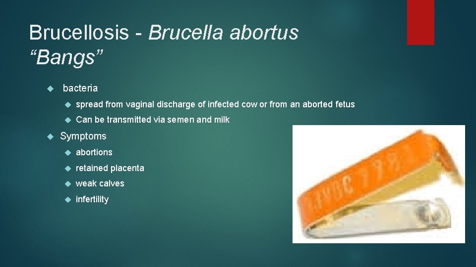 Brucellosis - Brucella abortus “Bangs” bacteria spread from vaginal discharge of infected cow or