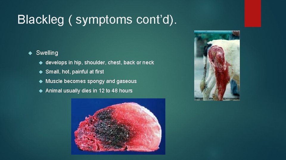 Blackleg ( symptoms cont’d). Swelling develops in hip, shoulder, chest, back or neck Small,