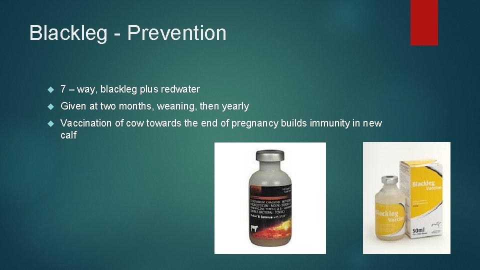 Blackleg - Prevention 7 – way, blackleg plus redwater Given at two months, weaning,
