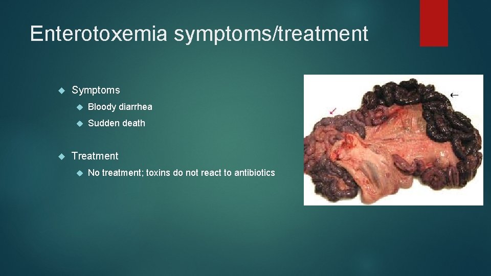 Enterotoxemia symptoms/treatment Symptoms Bloody diarrhea Sudden death Treatment No treatment; toxins do not react