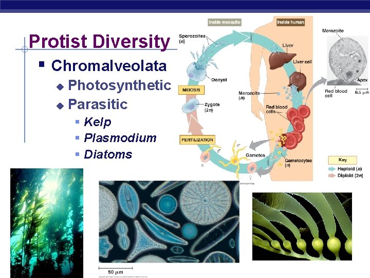 Protist Diversity § Chromalveolata Photosynthetic u Parasitic u § Kelp § Plasmodium § Diatoms