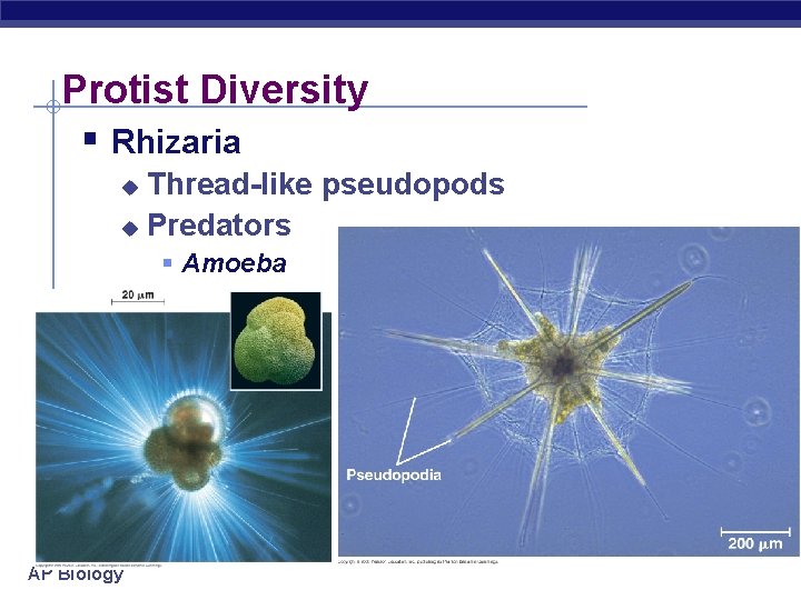 Protist Diversity § Rhizaria Thread-like pseudopods u Predators u § Amoeba AP Biology 