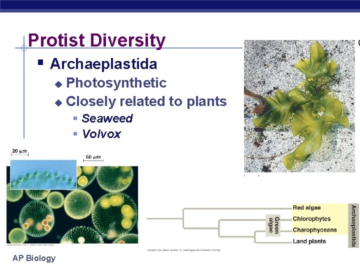 Protist Diversity § Archaeplastida Photosynthetic u Closely related to plants u § Seaweed §