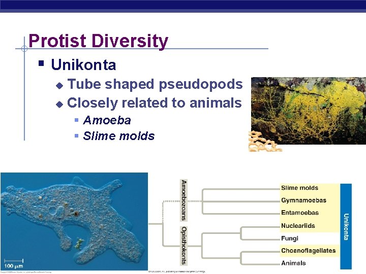 Protist Diversity § Unikonta Tube shaped pseudopods u Closely related to animals u §