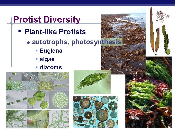 Protist Diversity § Plant-like Protists u autotrophs, photosynthesis § Euglena § algae § diatoms