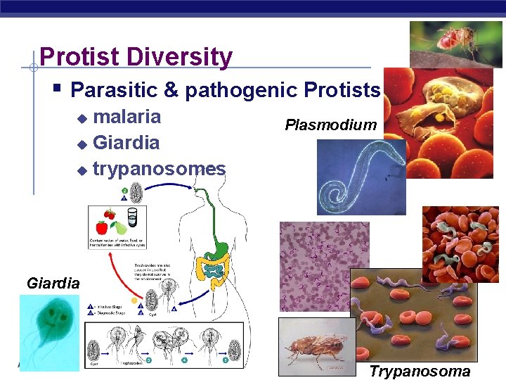 Protist Diversity § Parasitic & pathogenic Protists malaria u Giardia u trypanosomes u Plasmodium