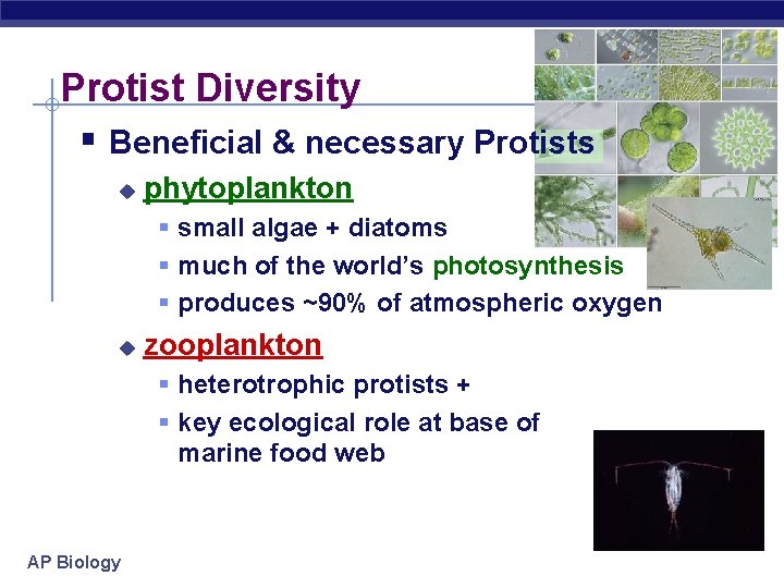 Protist Diversity § Beneficial & necessary Protists u phytoplankton § small algae + diatoms