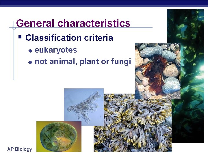 General characteristics § Classification criteria eukaryotes u not animal, plant or fungi u AP