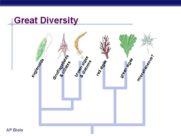 AP Biology an ell sc mi s? eo u ae alg en gre red