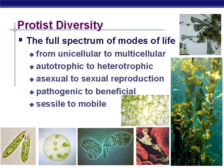 Protist Diversity § The full spectrum of modes of life from unicellular to multicellular