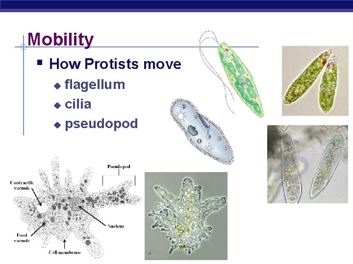 Mobility § How Protists move flagellum u cilia u pseudopod u AP Biology 