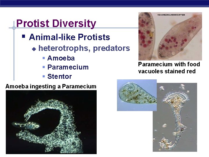 Protist Diversity § Animal-like Protists u heterotrophs, predators § Amoeba § Paramecium § Stentor