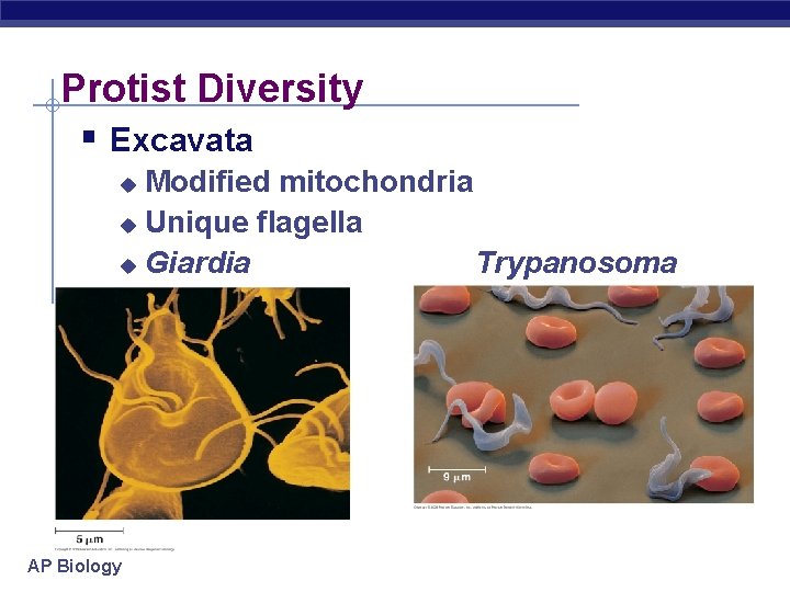 Protist Diversity § Excavata Modified mitochondria u Unique flagella u Giardia Trypanosoma u AP