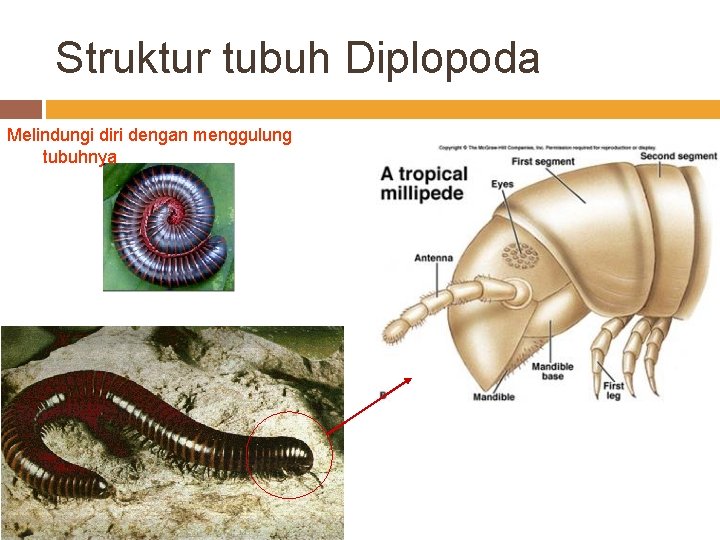 Struktur tubuh Diplopoda Melindungi diri dengan menggulung tubuhnya 