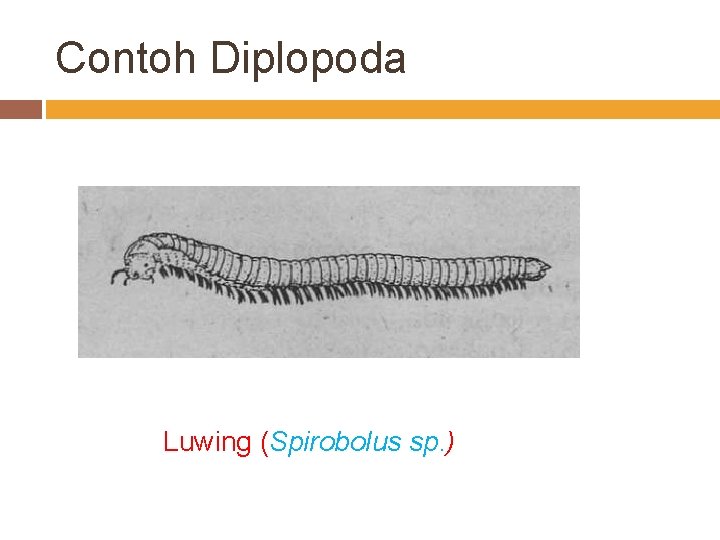 Contoh Diplopoda Luwing (Spirobolus sp. ) 