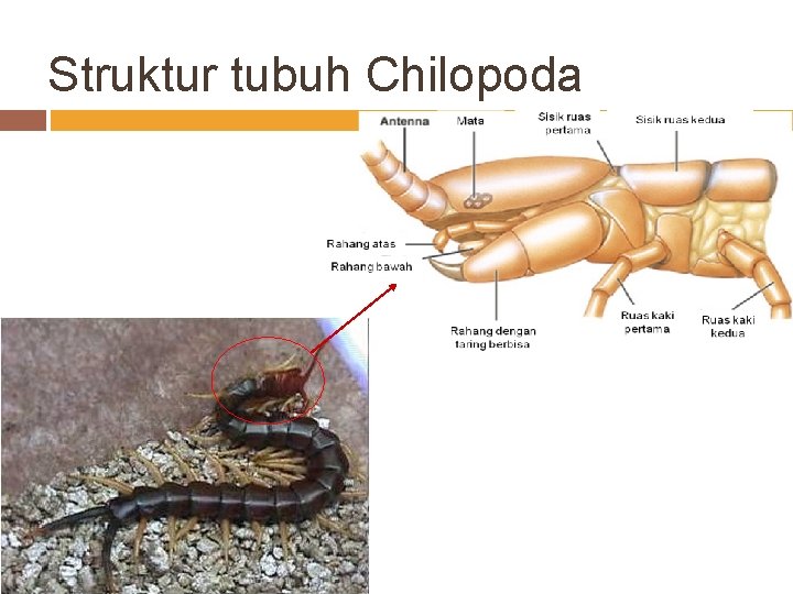 Struktur tubuh Chilopoda 