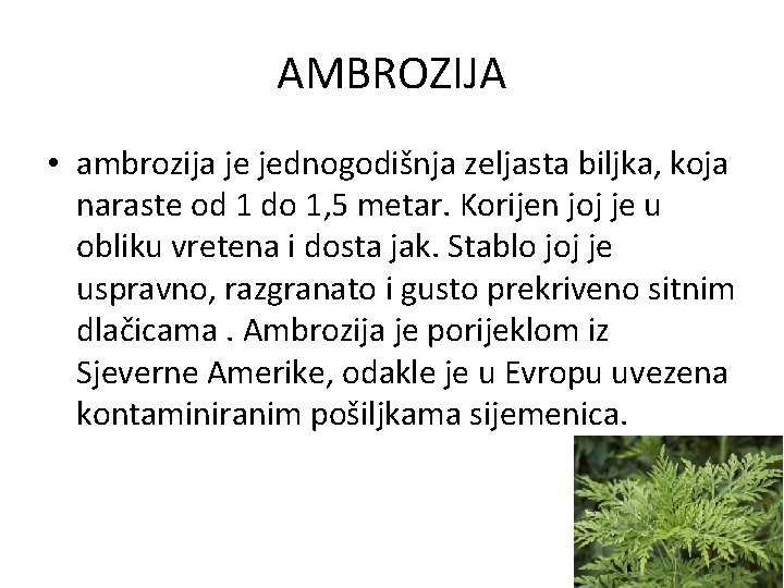 AMBROZIJA • ambrozija je jednogodišnja zeljasta biljka, koja naraste od 1 do 1, 5