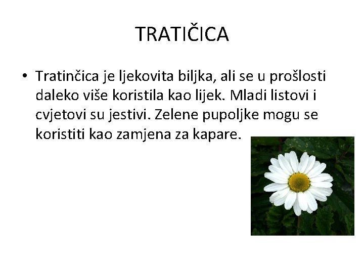 TRATIČICA • Tratinčica je ljekovita biljka, ali se u prošlosti daleko više koristila kao