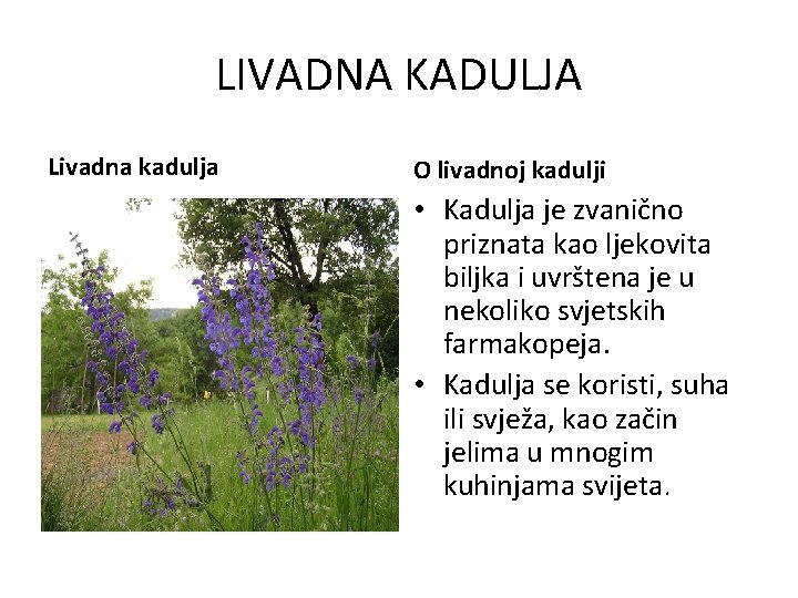 LIVADNA KADULJA Livadna kadulja O livadnoj kadulji • Kadulja je zvanično priznata kao ljekovita
