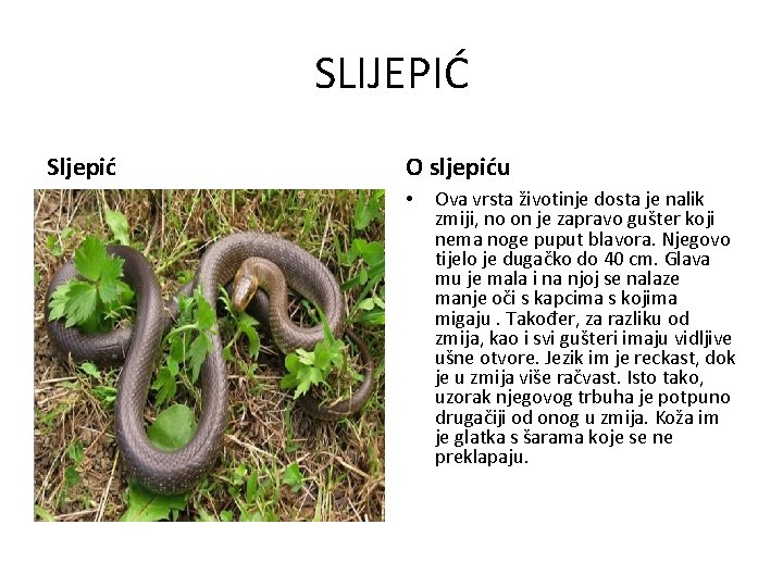 SLIJEPIĆ Sljepić O sljepiću • Ova vrsta životinje dosta je nalik zmiji, no on